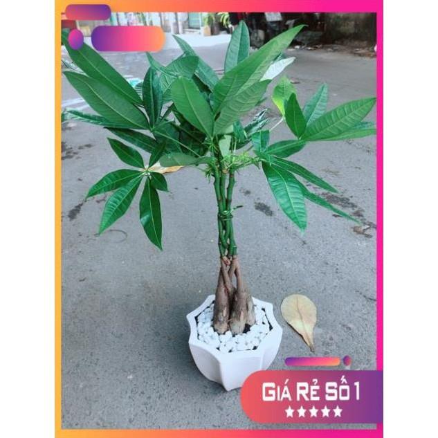 Chậu Kim Ngân 5 Thân Thắt Bính