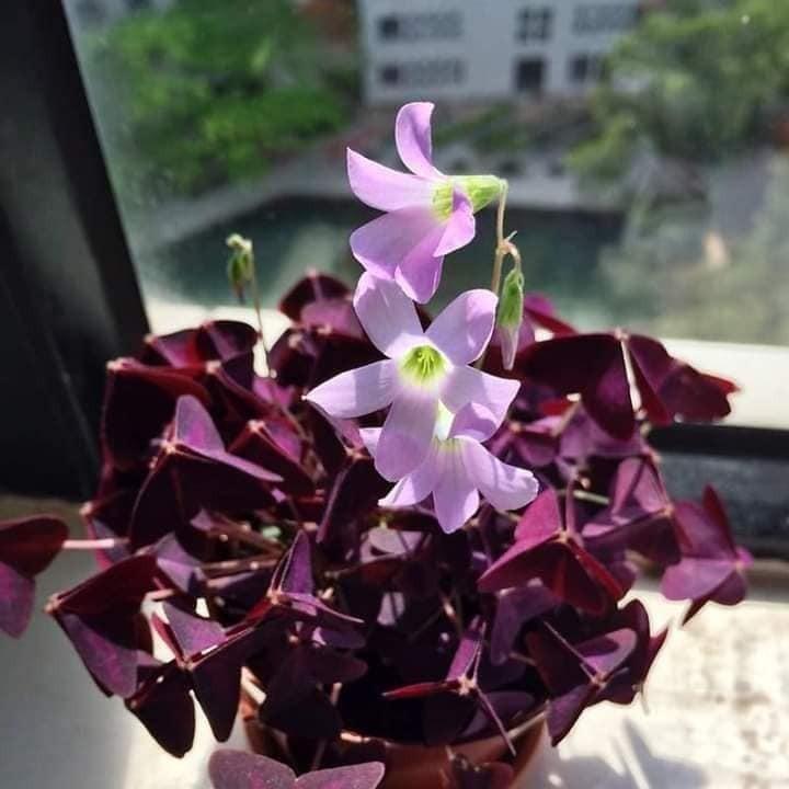 Comho 10 củ giống hoa b.ướm đêm
