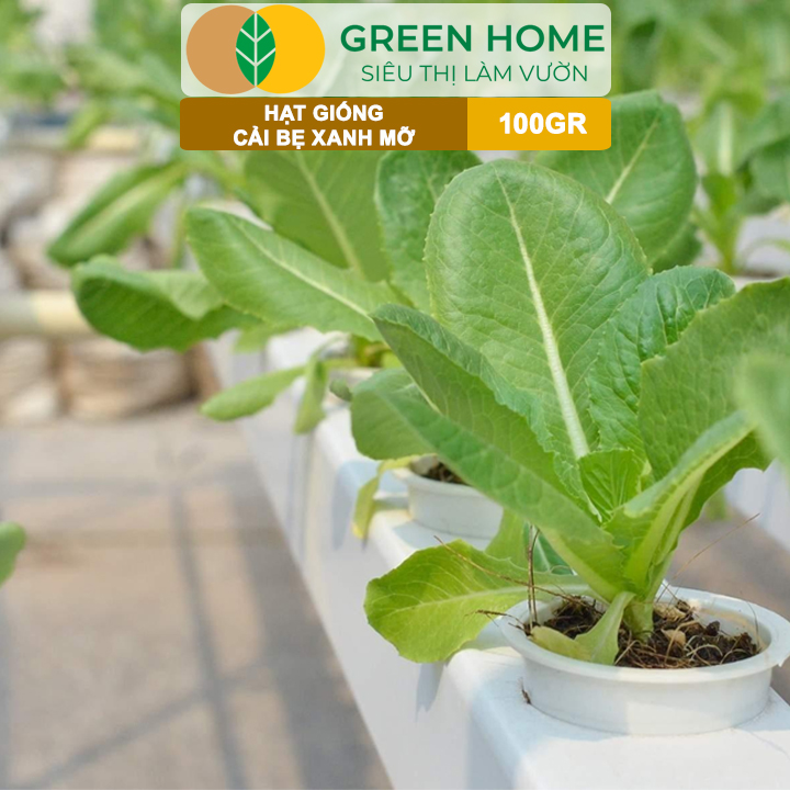 Hạt Giống Cải Bẹ Xanh Mỡ GreenHome, GÓI 100GR, Dễ Trồng, Nảy Mầm Cao, Thu Hoạch,Năng Suất R33