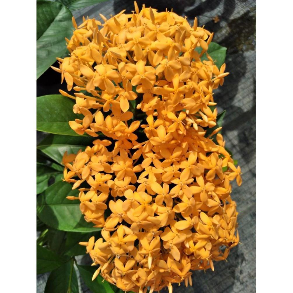 Cây mẫu đơn mỹ vàng cam