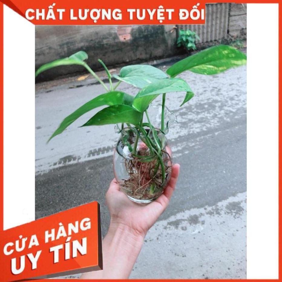 Chậu trầu bà thủy sinh Nhiều Người Mua