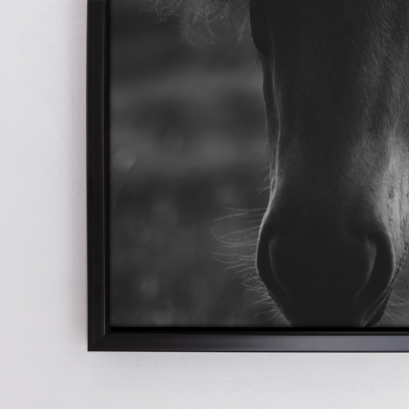 Tranh in canvas treo tường trang trí &quot;Black horse&quot;60x60cm