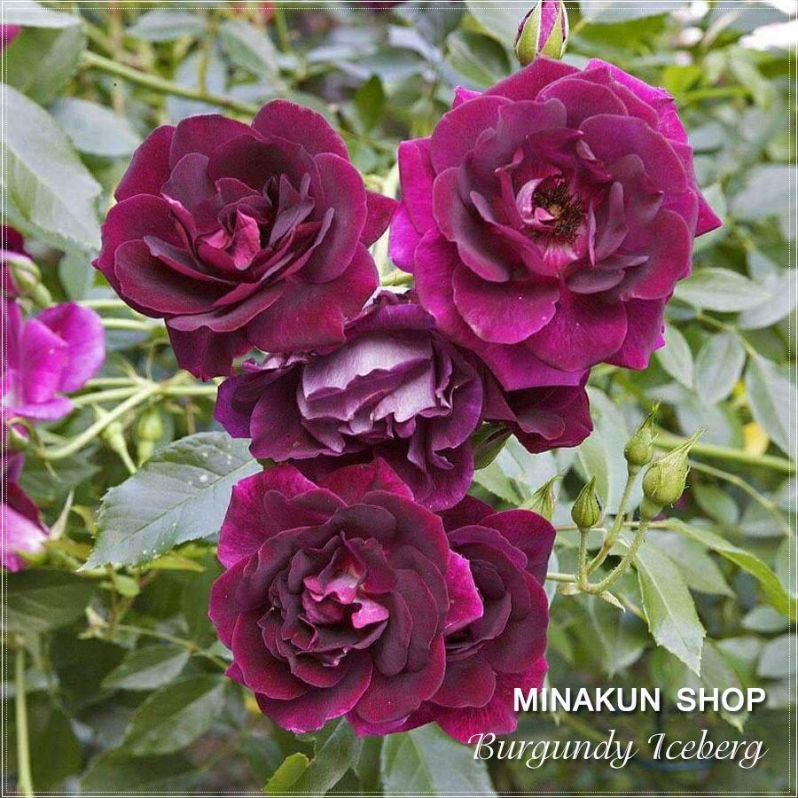 Hoa hồng ngoại Burgundy Iceberg tím chùm