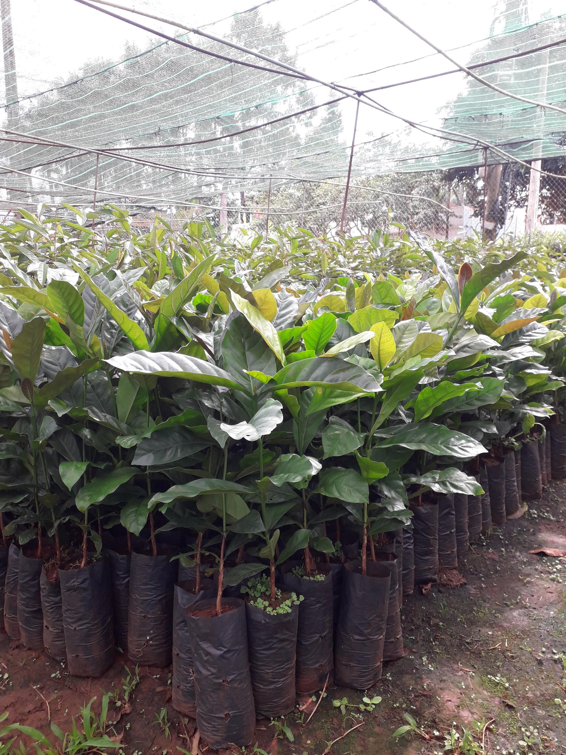Cây giống Cà Phê Xanh Lùn ..