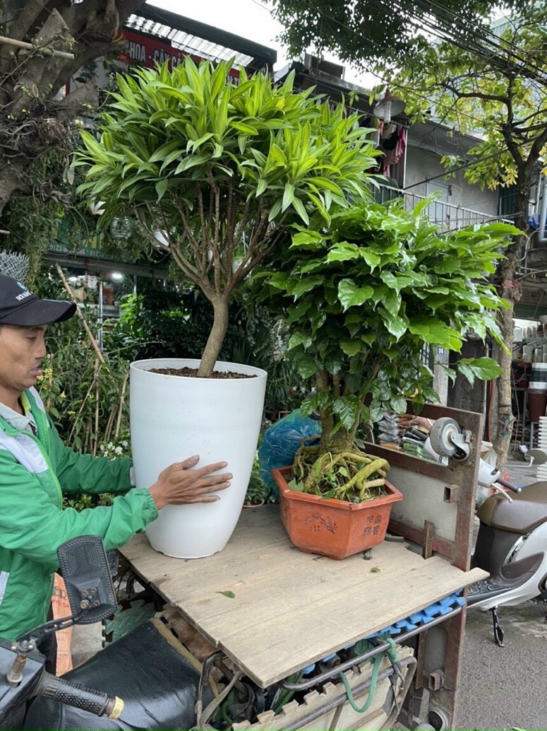 Chậu nhựa bom trơn giả sứ cao cấp _Chậu bầu dáng cao lòng sâu MÀU TRẮNG KT 35 X 46 cm