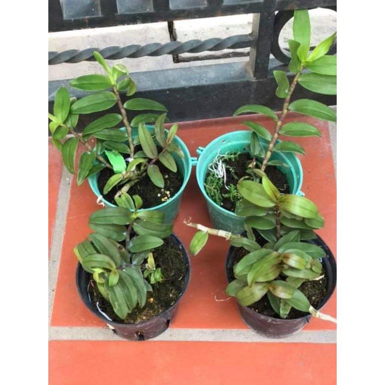 Châu như thân đỏ chậu to giá 1 chậu