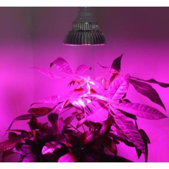 Led trồng cây  Skylife