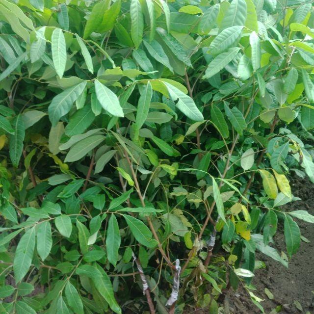 Cây giống NHÃN LỒNG SỚM HƯNG YÊN- Cây giống chuẩn F1