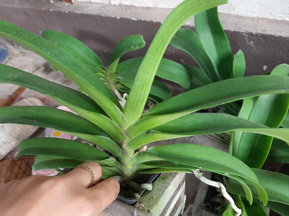 Lan giống ngọc điểm Cam lửa cốc 1 thân combo 3 cốc cây cực đẹp