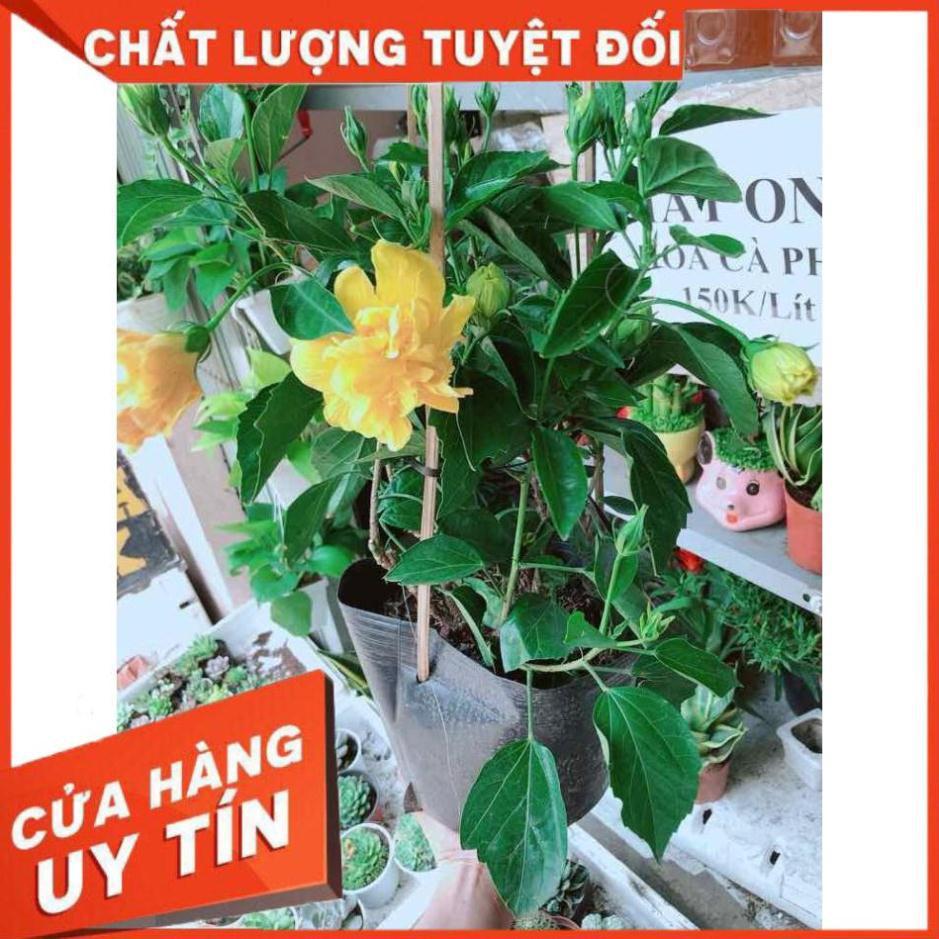 Chậu hoa dâm bụt kép Nhiều Người Mua