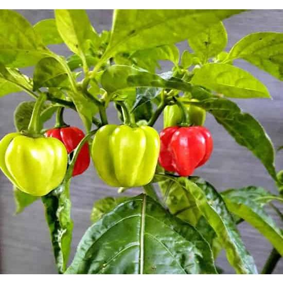Hạt Giống Ớt Chuông Ngọt F1 Vàng KNS3370 - Gói 10 hạt