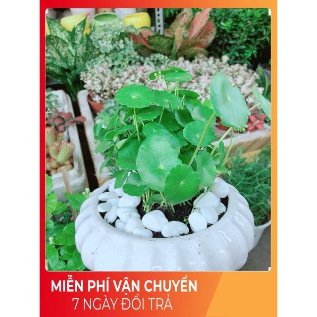 Chậu Cỏ Đồng Tiền