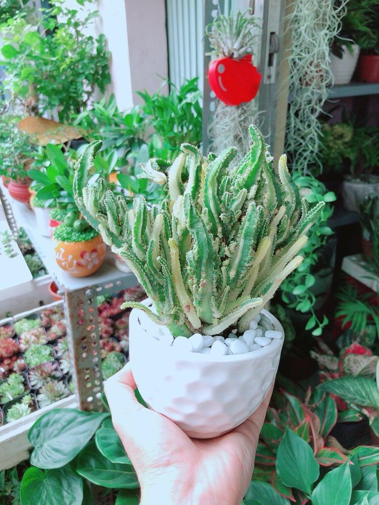 Chậu Cây Xương Rồng Thanh Sơn