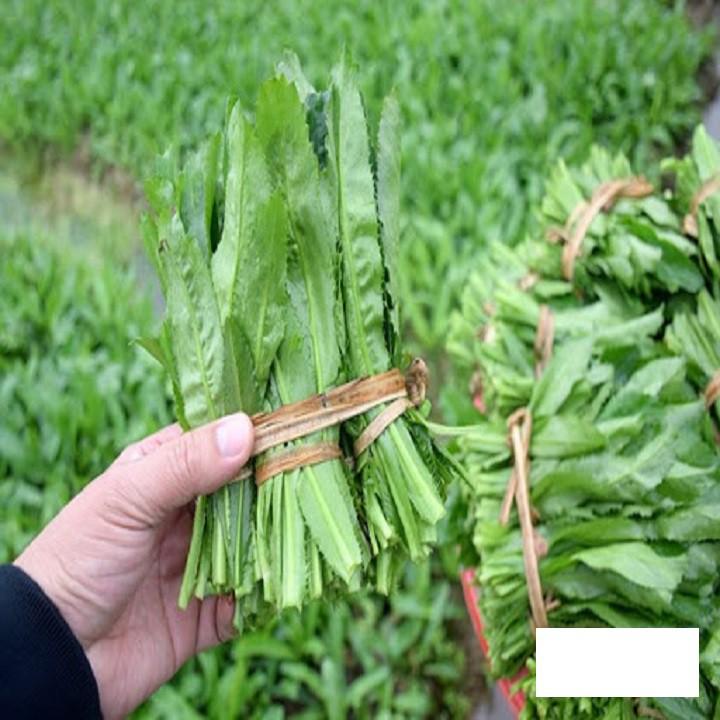 RAU MÙI TÀU, RAU NGÒ GAI - BẦU CÂY GIỐNG