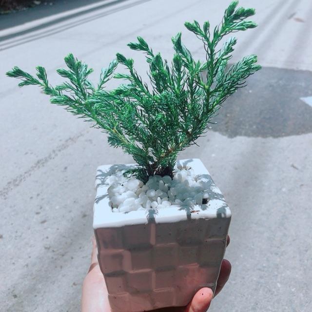 Chậu Tùng Tuyết