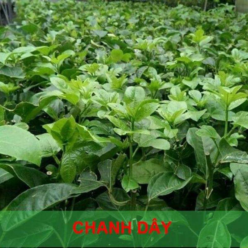 CÂY GIỐNG CHANH DÂY VÀNG nhật bản