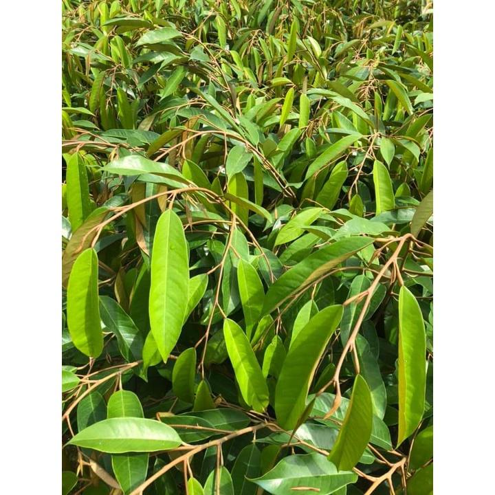 Cây giống sầu riêng thái múi dày
