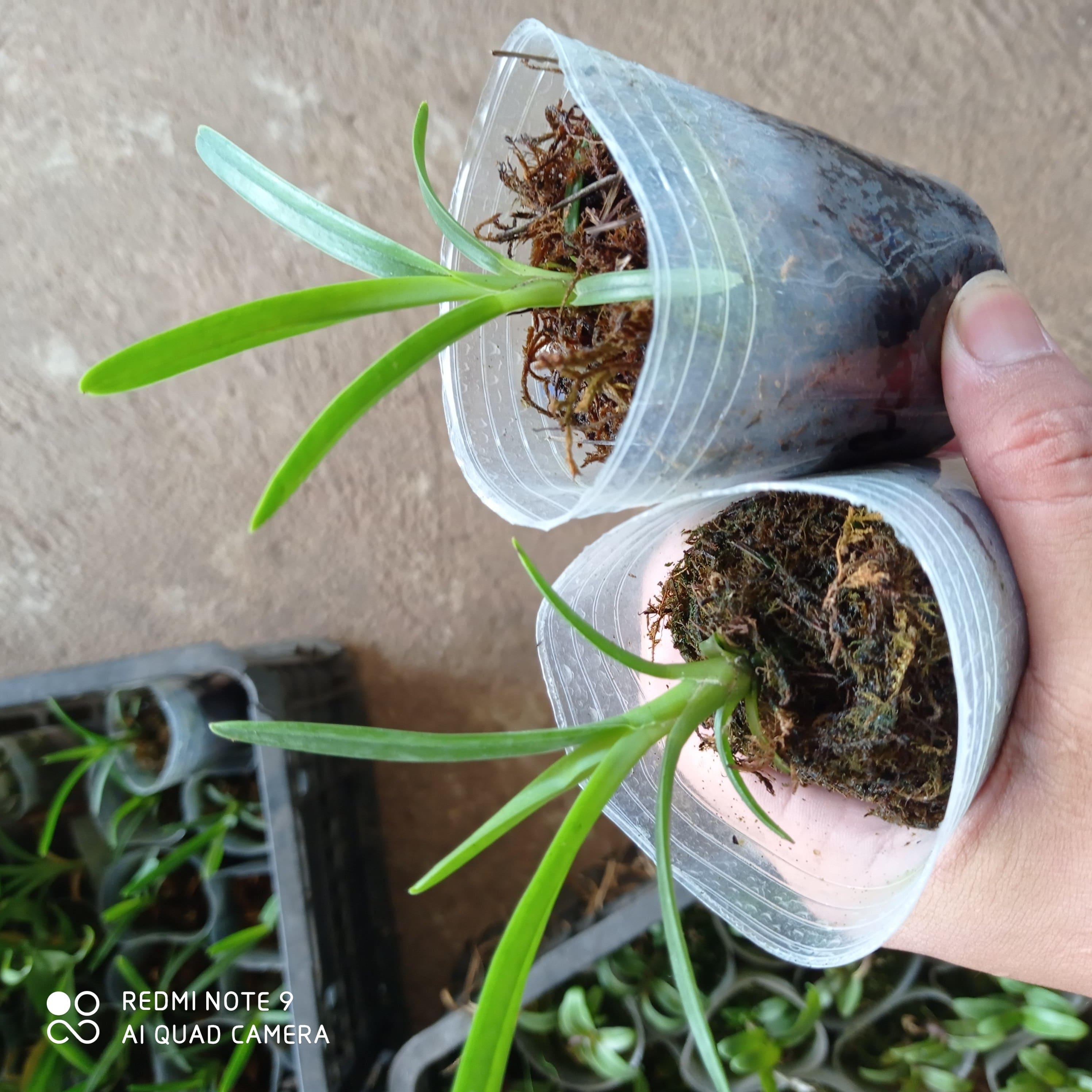 Hoa lan kiếm, lan kiếm hoàng long lai kim long