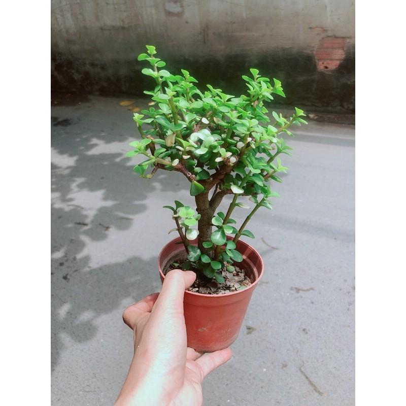 Cây Cành Vàng Lá Ngọc