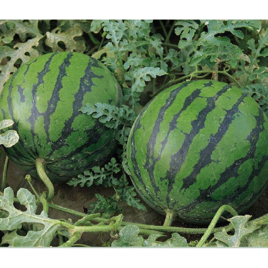 Hạt giống dưa hấu ruột đỏ quả tròn - 1 gói 10 hạt/Kèm gói kích hạt nảy mầm