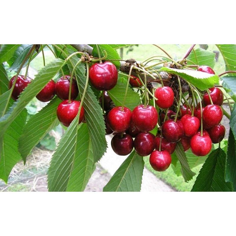 Cây giống Cherry Mỹ [ Tên khác: Cây Anh Đào Mỹ - cây cao 1m, đẹp, sinh trưởng tốt ]