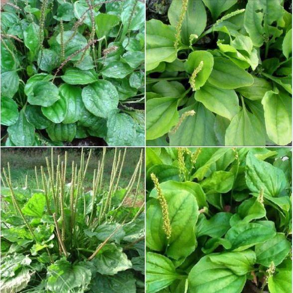 Hạt giống rau mã đề KNS3104 - Gói 1gram