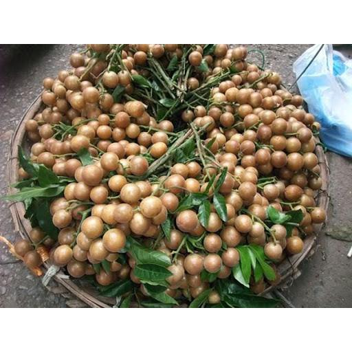 CÂY GIỐNG QUẤT HỒNG BÌ