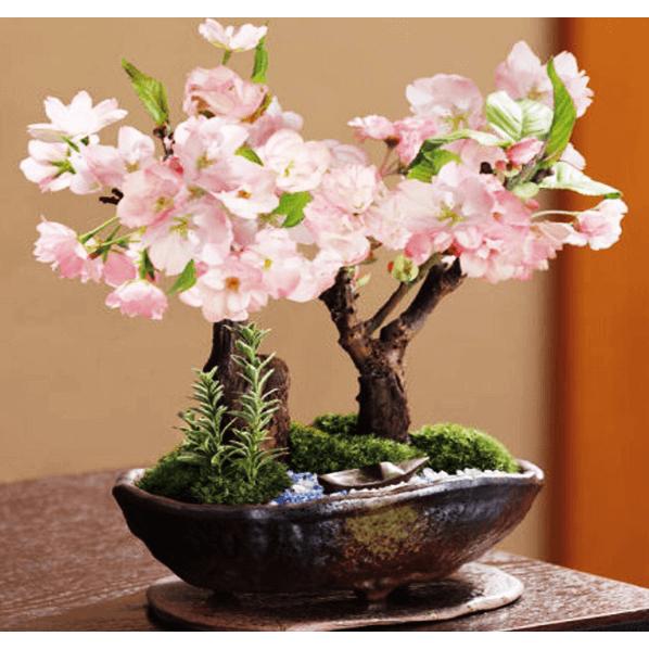 Hạt Giống Hoa Anh Đào Nhật Bản -