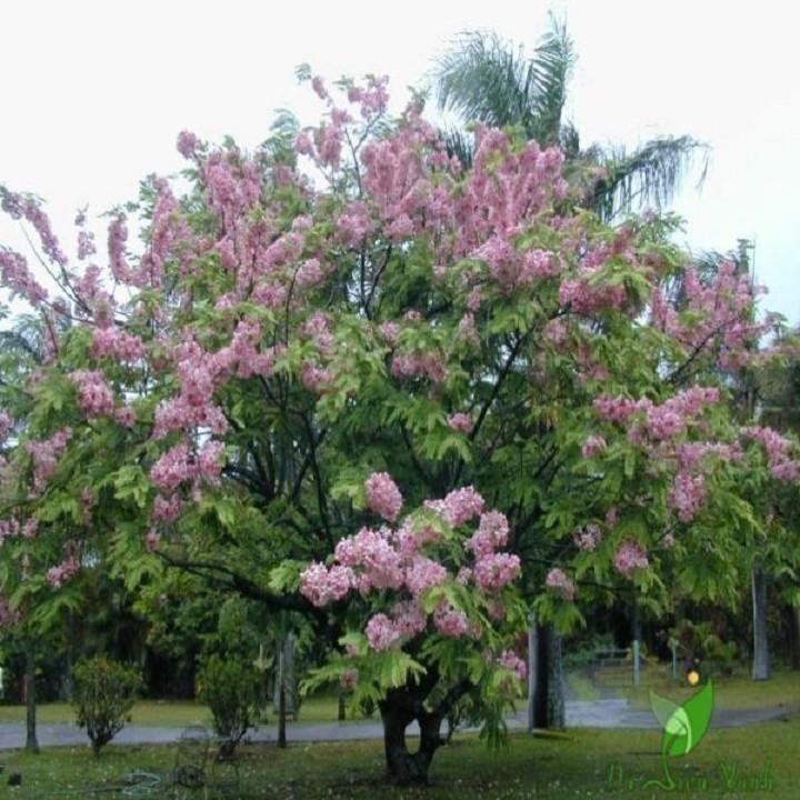 CÂY GIỐNG MUỒNG HOA ĐÀO