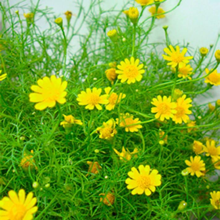 Hạt giống hoa cúc sao băng 50 hạt/gói