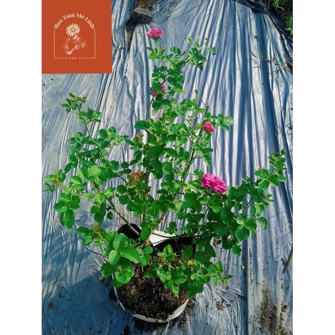 Hoa hồng ngoại Minerva tím đậm đà tuyệt đẹp cô nào hấp dẫn đến từ bỉ