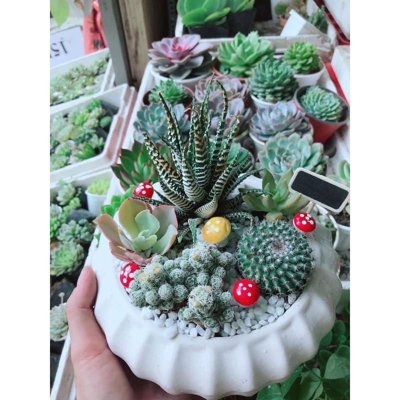Chậu xương rồng mix Bán Chạy