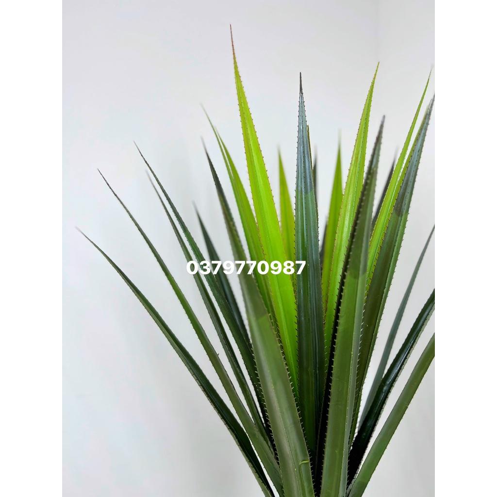 Cây Xương rồng lá kiếm - độ cao 160cm, hàng loại 1, ảnh thật