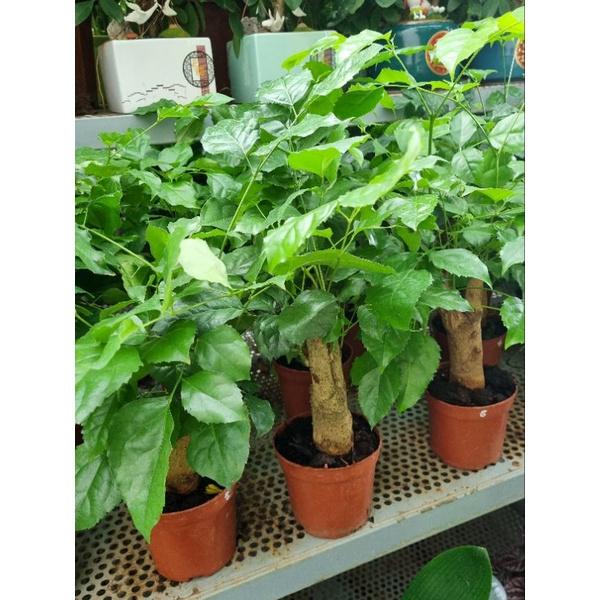 Chậu Cây hạnh phúc - size để bàn