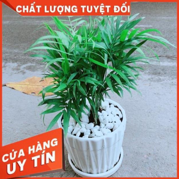 Chậu Cây Cau Tiểu Trâm