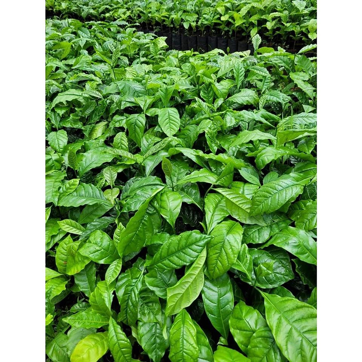 Cây Cà Phê ARABICA Giống Chuẩn