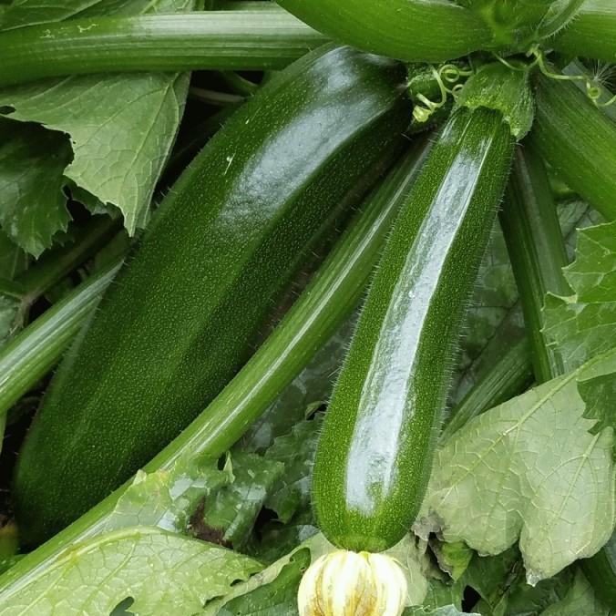 2Gr Hạt Giống Bí Ngòi Xanh Dar
