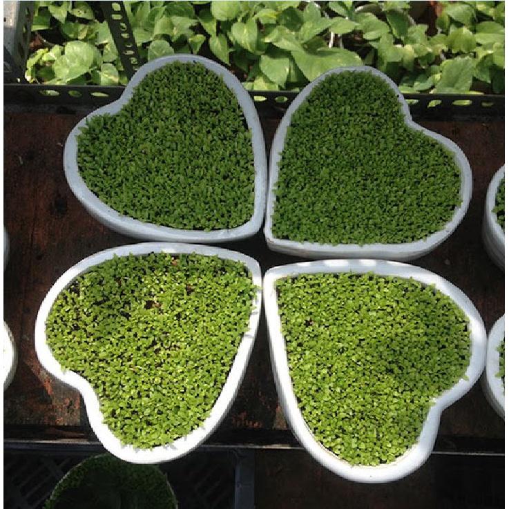 Hạt giống Cỏ may mắn - gói 1gr -fdf