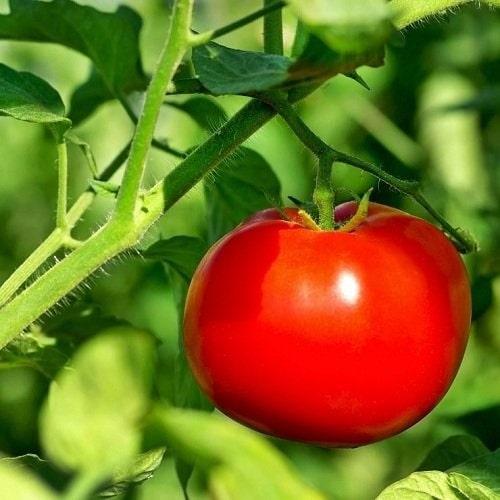 Hạt Giống Cà Chua Đỏ Chịu Nhiệt -