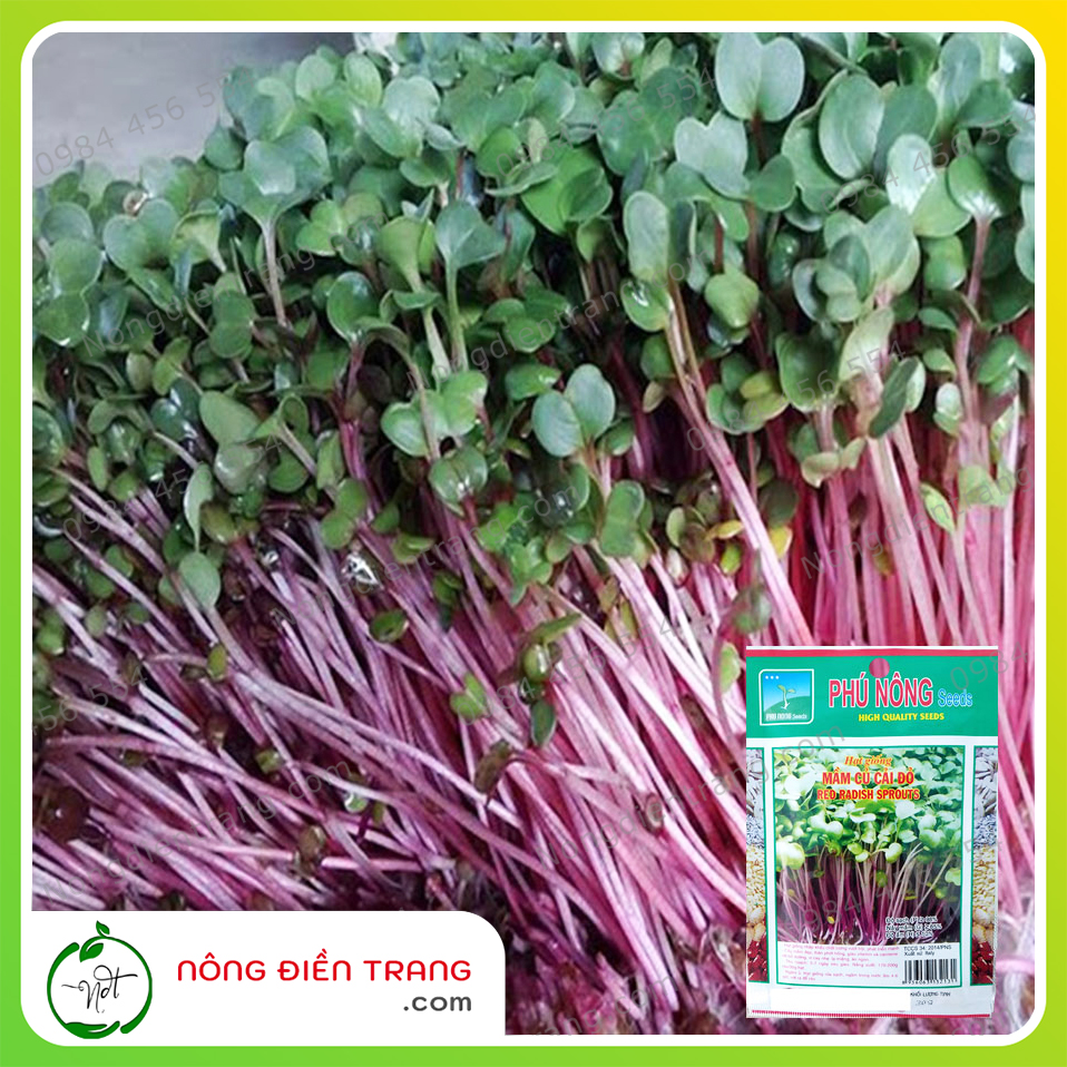 Hạt giống mầm củ cải đỏ ITALIA Phú Nông - Gói 30g - Nảy mầm nhanh, phát triển khỏe VTNN Nông Điền Trang