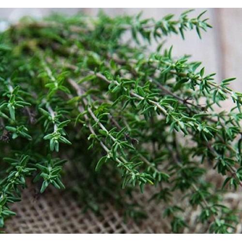 Hạt giống Cỏ Xạ Hương