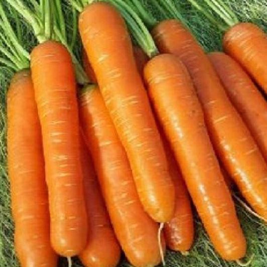 Combo 2 gói Hạt giống cà rốt chịu nhiệt f1- gói 100 hạt-tặng kèm gói phân bón lót