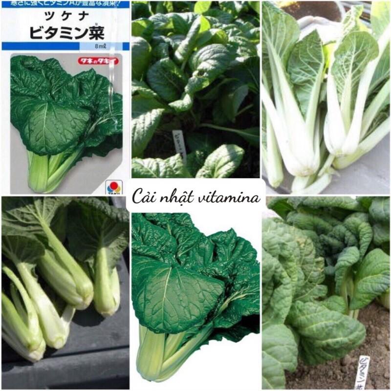 Hạt giống hạt cải Nhật vitamina