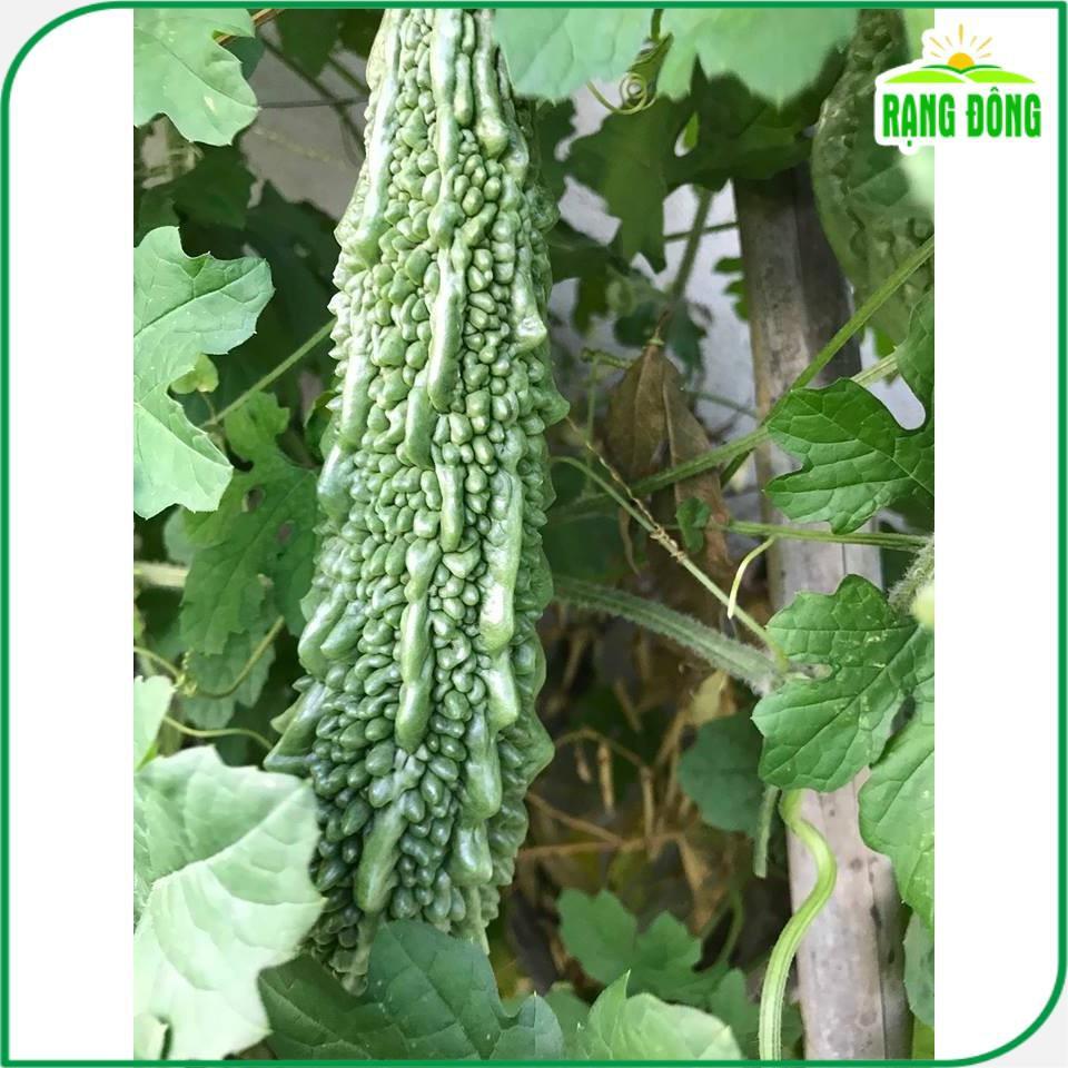 Hạt giống Khổ Qua Xanh Trái Dài Salsa (5 hạt) trồng quanh năm, trái sai, năng suất ổn định - Hạt giống Rạng Đông