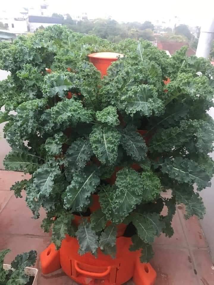 Tháp trồng rau hữu cơ Eco Viêt Nam