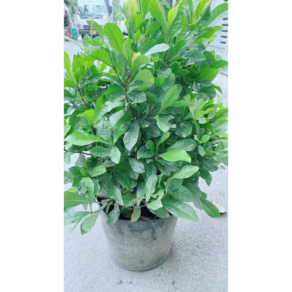 Cây Thần Kỳ Lớn