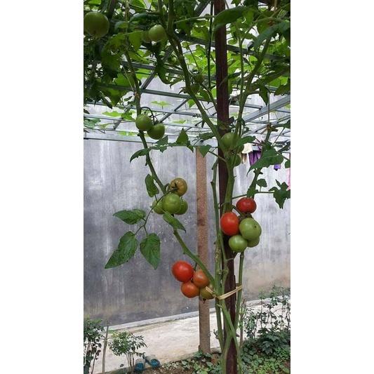 Hạt Giống Cà Chua Leo Giàn  CT285 - Gói 10 hạt