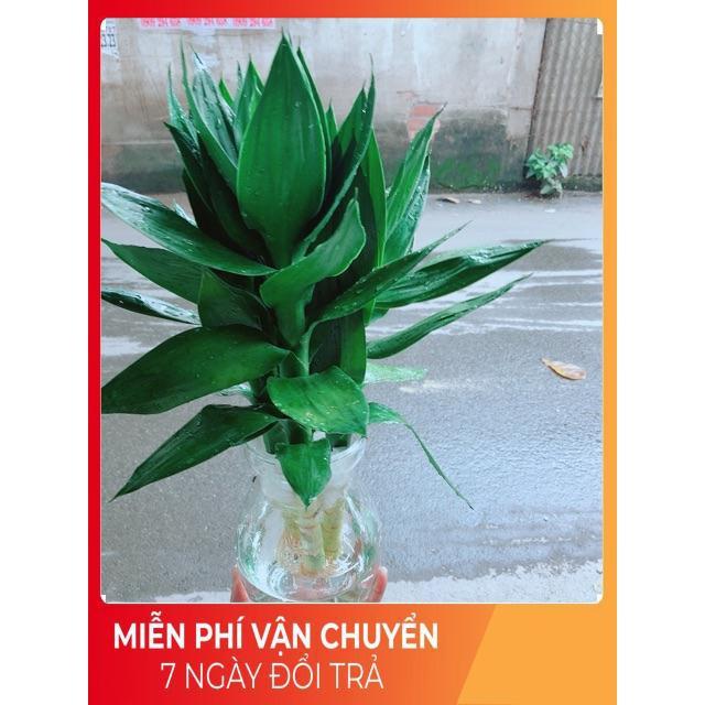 Chậu Trúc Phát Tài Thuỷ Sinh