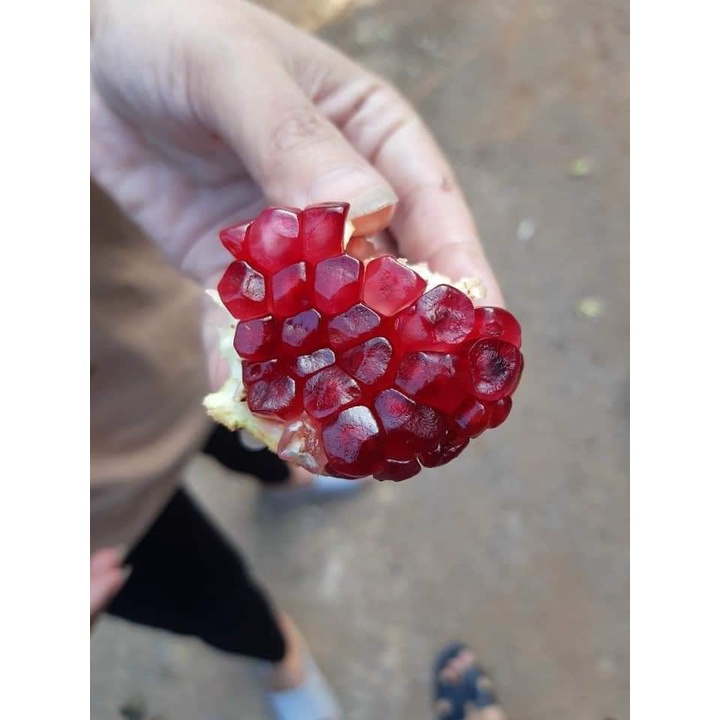 Cây Lựu Đỏ Ấn Độ .