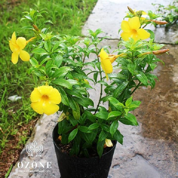 COMBO 10 BẦU CÂY GIỐNG HOA KHUYÊN VÀNG SIÊU ĐẸP